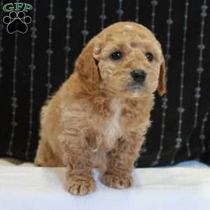 Gilbert, Mini Goldendoodle Puppy